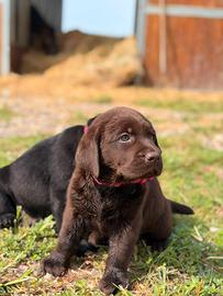 Labrador con pedigree Enci