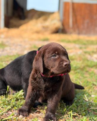 Labrador con pedigree Enci