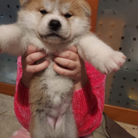 Akita inu con Pedigree