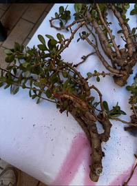 albero di Giada - pianta della fortuna 