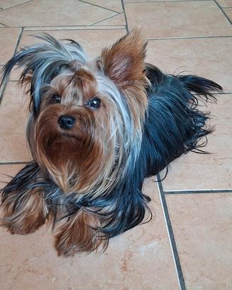 yorkshire maschio x monta