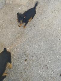 Terrier