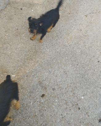 Terrier