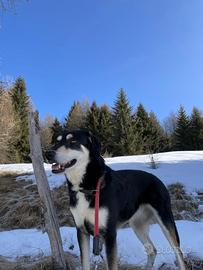 Simil segugio taglia medio piccola 5 anni