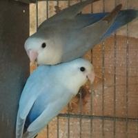 Pappagallo inseparabili