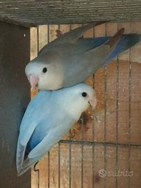 Pappagallo inseparabili