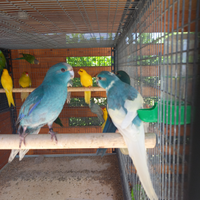 Pappagalli Kakariki