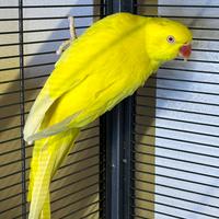 Parrocchetto dal collare Femmina