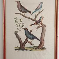 Coppia di quadri con stampe naturalistiche vintage