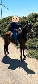 Cavallo puro sangue arabo