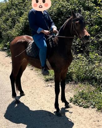 Cavallo puro sangue arabo