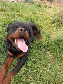 Splendido Rottweiler