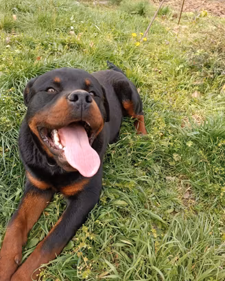 Splendido Rottweiler