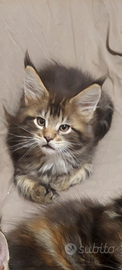 Cuccioli maine coon