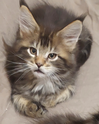 Cuccioli maine coon