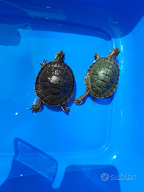 Chrysemys picta belly