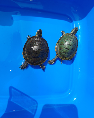 Chrysemys picta belly