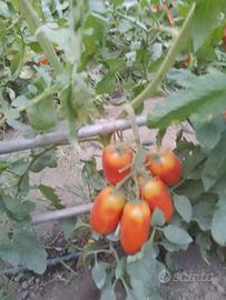 pomodori datterini, cuore di bue, san Marzano 