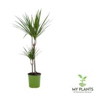 Pianta di Dracaena a 2 tronchi