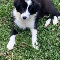 Cucciolo border collie in adozione super top