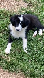 Cucciolo border collie in adozione super top