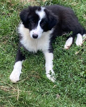 Cucciolo border collie in adozione super top