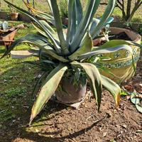 Piante Agave taglia grande, media, piccola in vaso