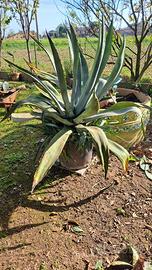 Piante Agave taglia grande, media, piccola in vaso