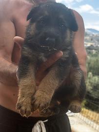 Ultimo cucciolo di pastore tedesco