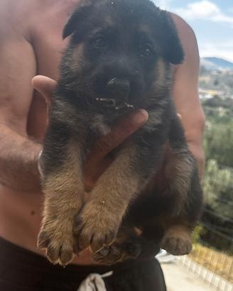 Ultimo cucciolo di pastore tedesco