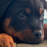 Cuccioli di rottweiler