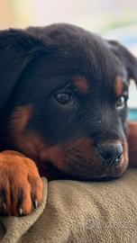 Cuccioli di rottweiler