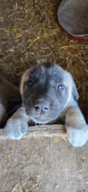 Cuccioli Kangal