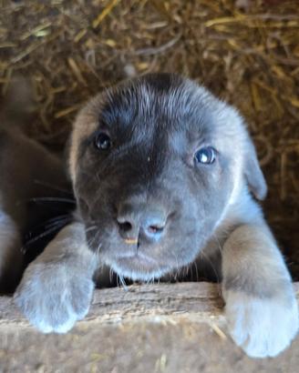 Cuccioli Kangal