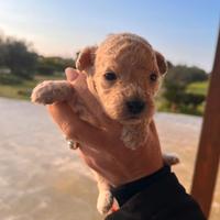 Cuccioli di Barboncini