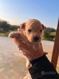 Cuccioli di Barboncini
