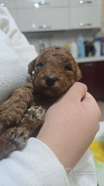 Sono un barboncino red d'amare