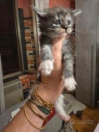 Maine coon cuccioli