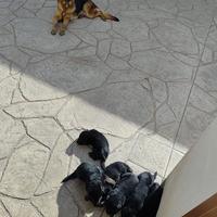 Cuccioli pastore tedesco