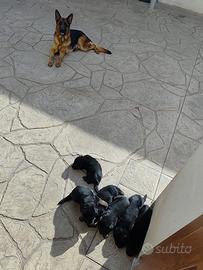 Cuccioli pastore tedesco