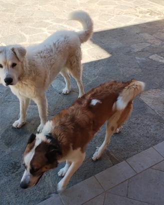 Cuccioli di pastore e maremmano