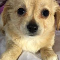 MALTIPOO maltese barboncino