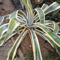 Pianta agave