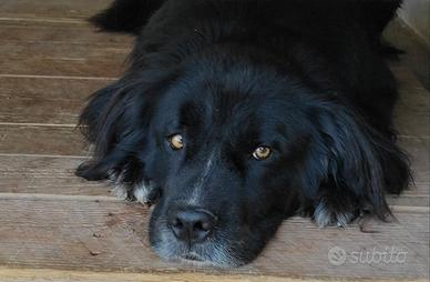 CANE IN ADOZIONE simil terranova