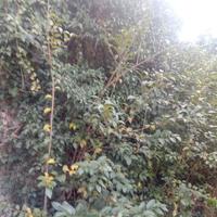 piante di ligustro giapponese