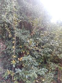 piante di ligustro giapponese