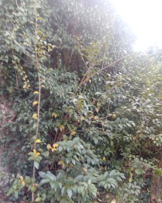piante di ligustro giapponese