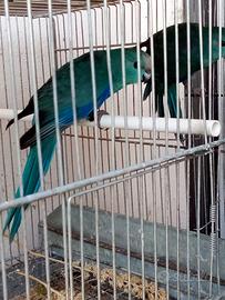 Kakariki blu cobalto da imbecco