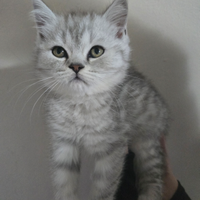 Cuccioli di BritishShorthair
