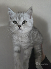 Cuccioli di BritishShorthair